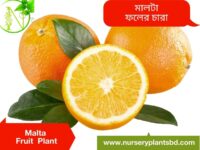 চায়না মালটা