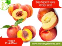 পিচ ফল
