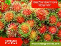 রামবুটান ফল
