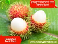 রামবুটান ফলের গাছ