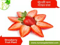 স্ট্রবেরী ফল