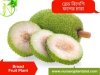 Bread Fruit