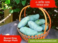 Brunei King Mango