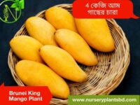 Brunei King Mango