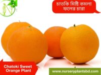 কমলা লেবু