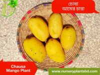 Chausa Mango Tree