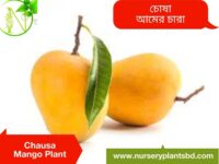 Chausa Mango Tree For Sale