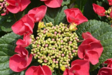চেরি ফুল