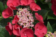 চেরি ফুল