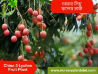 চায়না ৩ লিচু গাছের ছবি