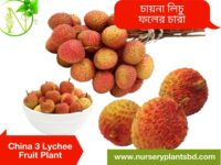 চায়না ৩ লিচু