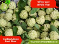 আতা ফল গাছ