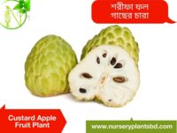 আতা ফলের ছবি