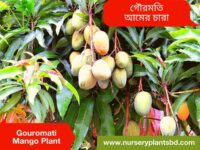 Gouromati Mango