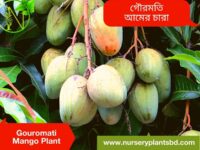 Gouromati Mango