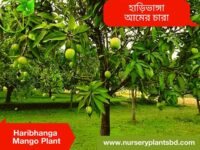 হাড়িভাঙ্গা আম,Haribhanga Aam