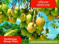 হাড়িভাঙ্গা আম, Mango