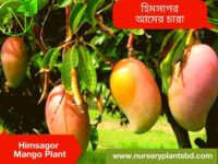 হিমসাগর আম, Himsagor Aam