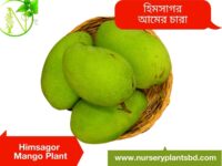 হিমসাগর আম, Himsagor Mango