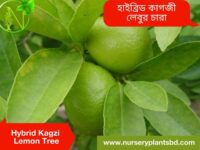 কাগজী লেবু গাছের ছবি