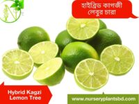 হাইব্রিড কাগজী লেবু