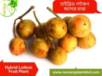 লটকন ফল