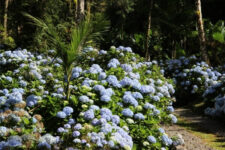 চেরি ফুল গাছ