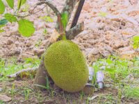 কাঁঠাল গাছ