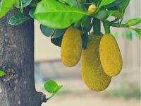 দেশি কাঁঠাল গাছ
