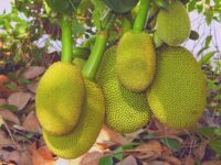 কাঁঠাল গাছের ছবি