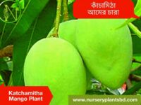 কাঁচামিঠা আম, Katchamitha Mango