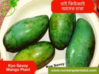 Qjai Mango, Kyo Savoy