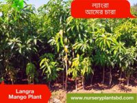 ল্যাংড়া আম গাছ
