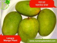 ল্যাংড়া আম