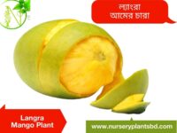 ল্যাংড়া আম