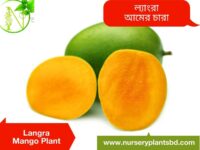 ল্যাংড়া আম, Langra Mango