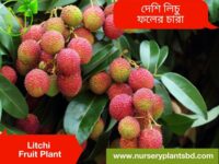 লিচু গাছ