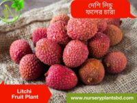 লিচু