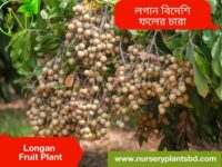 আঁশ ফল গাছ