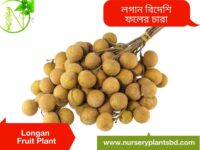 কাঠলিচু