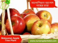 মালয়েশিয়ান আপেল