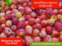 মালয়েশিয়ান আপেলের ছবি