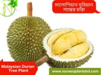 Durian Fruit