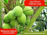নারিকেল গাছের ছবি