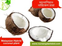 নারিকেল