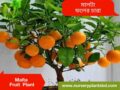 মালটা লেবু গাছ