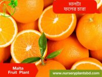 মালটা লেবু