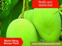 মিশ্রীভোগ আম, Mishri Bhog Mango