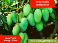 নাক ফজলি আম