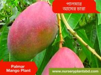 Palmar Mango
